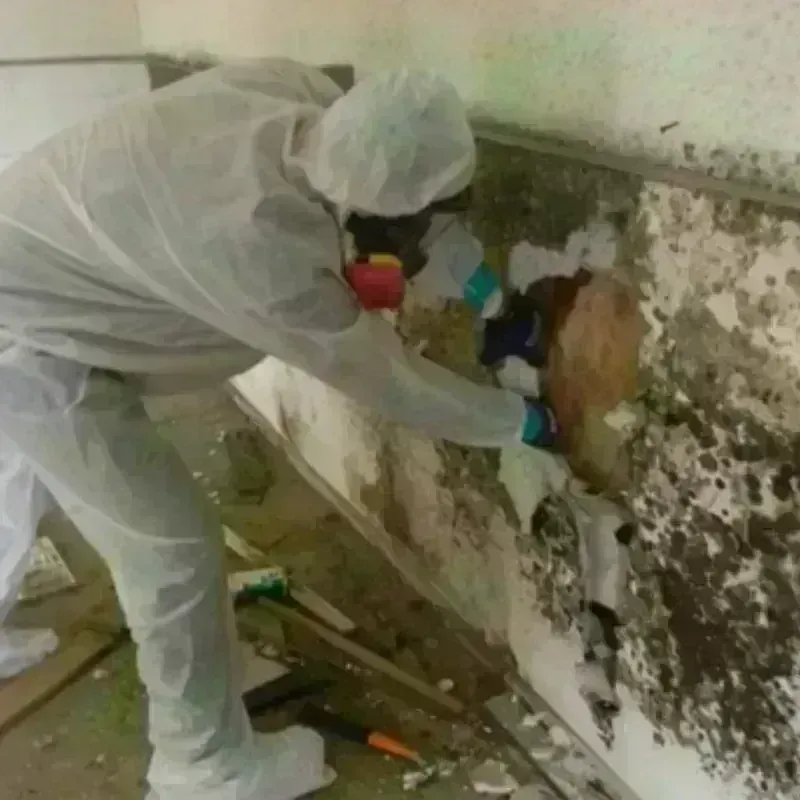 Mold Remediation and Removal in Berrien County, MI